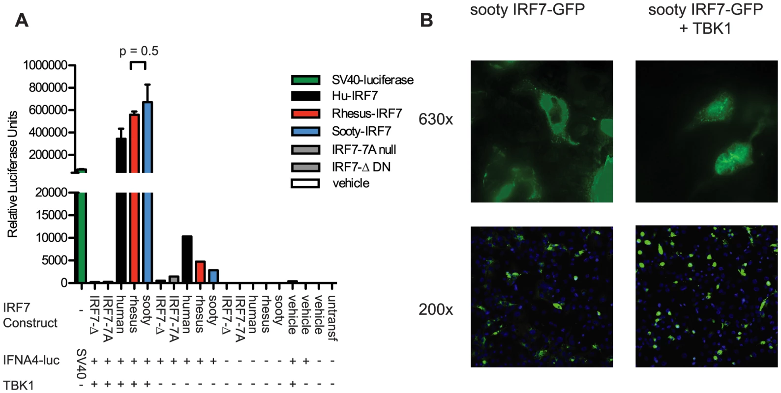 Transactivation of IFNA4 promoter and nuclear localization by Sooty Mangabey IRF7.