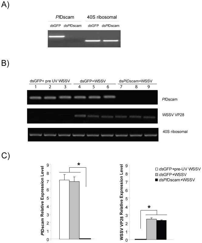 Effect of <i>Pl</i>Dscam silencing on viral replication of WSSV <i>in vitro</i>.