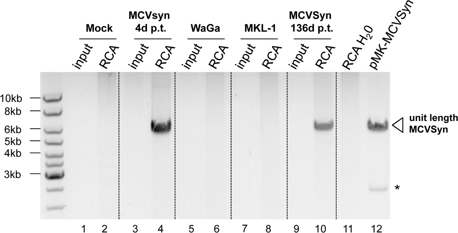 RCA analysis suggests episomal persistence of MCVSyn genomes.
