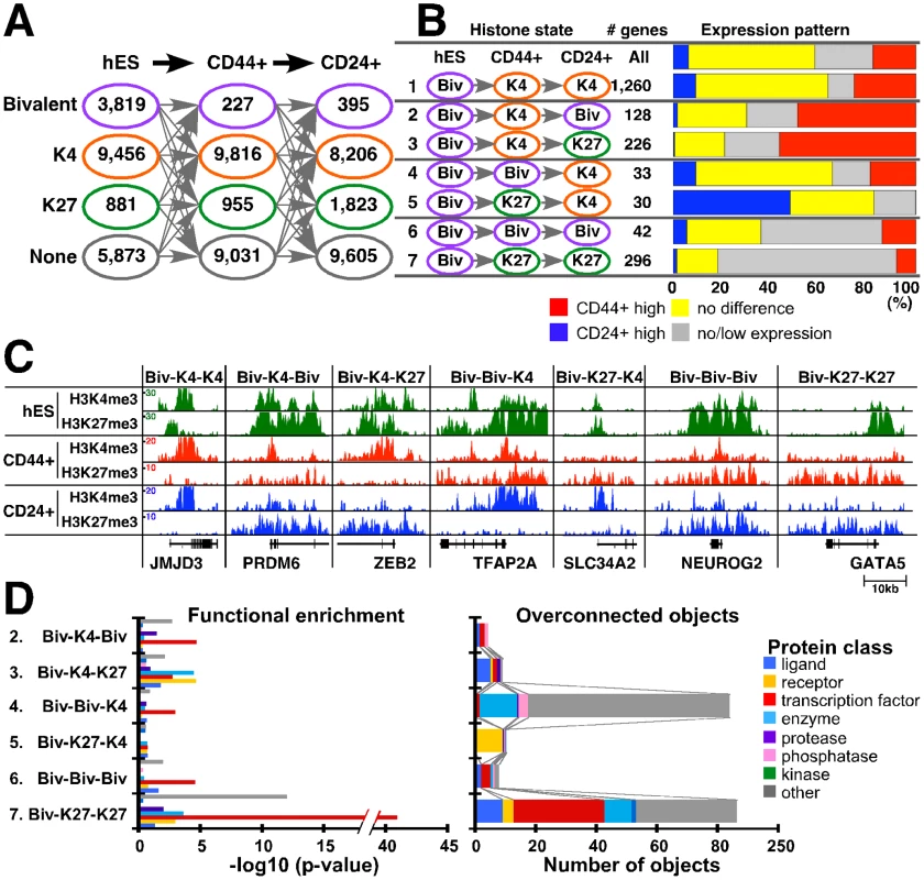 Changes in chromatin state and cell type–specific gene expression patterns.