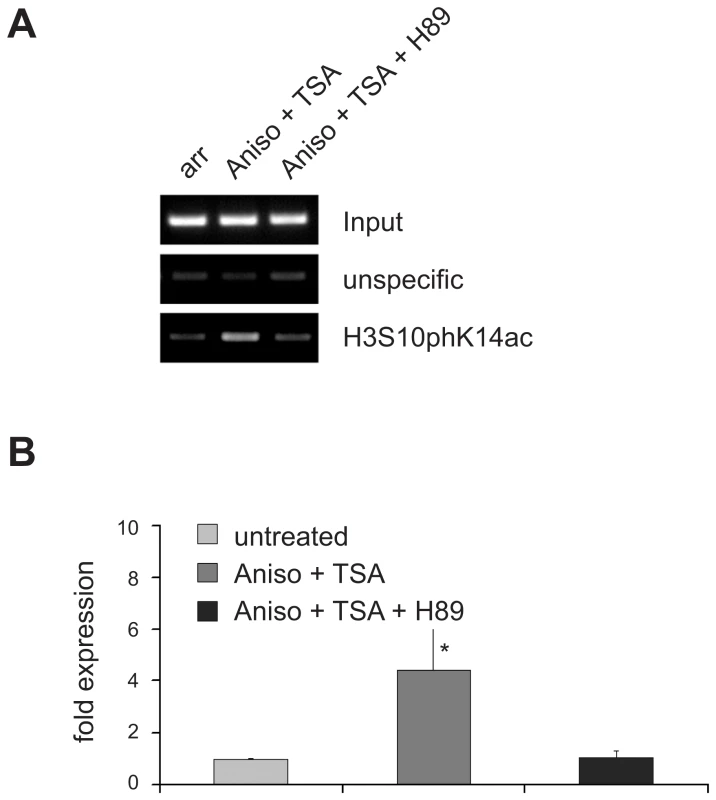Inhibition of H3S10 phosphorylation with the protein kinase inhibitor H89 precludes transcriptional activation of VL30 elements.