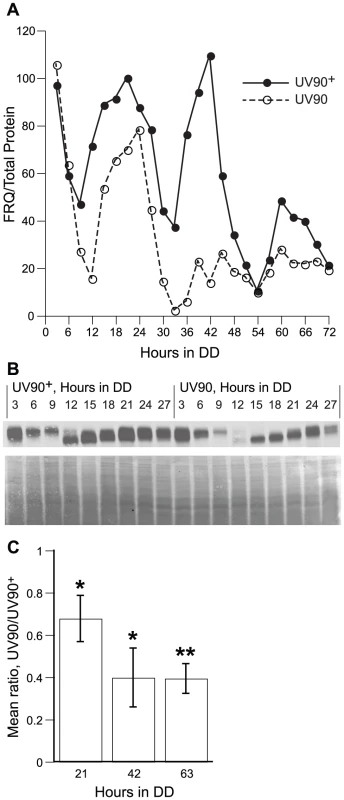 Effects of UV90 mutation on expression of FRQ protein.