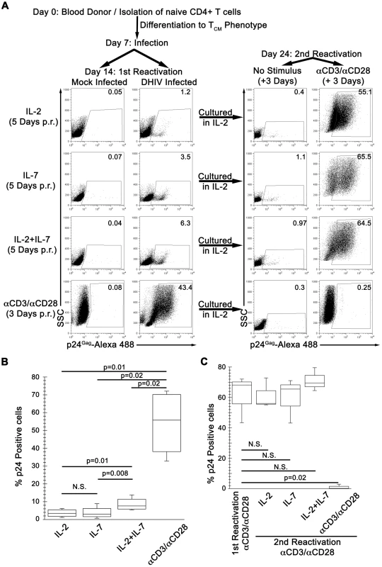 IL-7 induces partial reactivation of latent HIV-1 in cultured T<sub>CM</sub>.