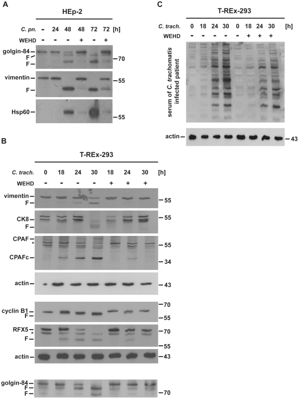 WEHD-fmk inhibits CPAF-dependent cleavage events during infection with <i>Chlamydia.</i>