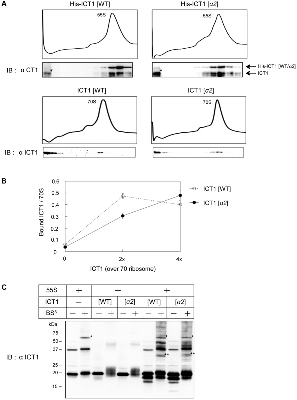 The insertion sequence in the N-terminal globular domain of ICT1 does not affect ribosome binding.