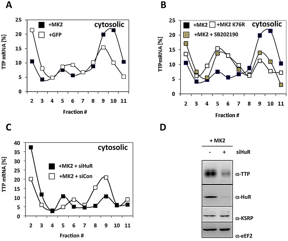 MK2- and HuR–dependent translational regulation of TTP mRNA.