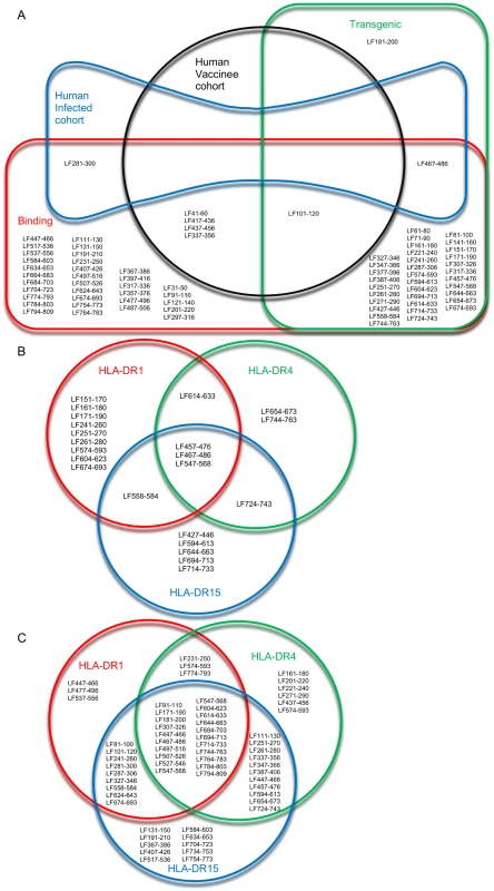 Overview of allele specific and promiscuous epitopes identified by binding affinity, and immunogenicity in HLA transgenic mice and human subjects.