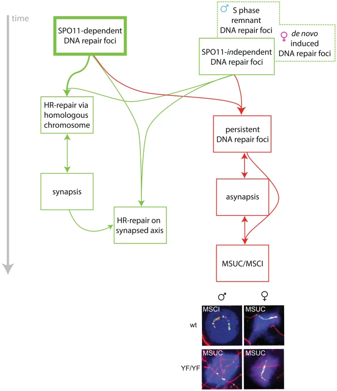 Model for the roles of SPO11-dependent and -independent meiotic DSBs in synapsis and meiotic silencing.