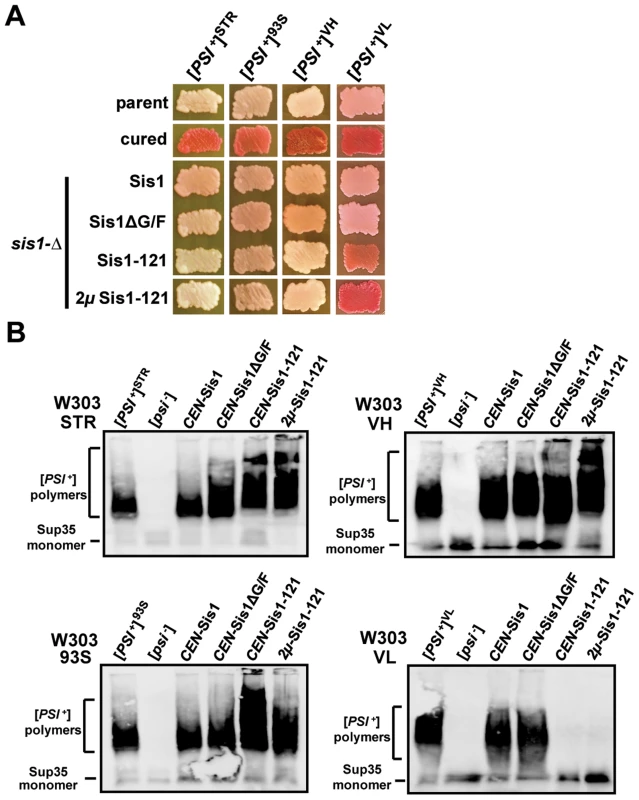 [<i>PSI</i><sup>+</sup>] requirements for Sis1 are strongly dependent upon overall variant strength.