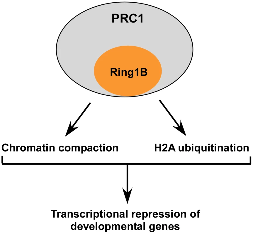 A schematic summary of this study demonstrating that PRC1-dependent repression of developmental genes in ES cells is mediated by multiple effector mechanisms.