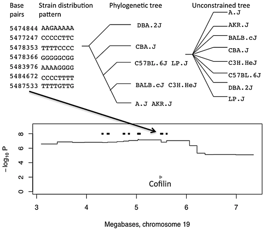 Merge analysis of a QTL on chromosome 19 for open-field activity.