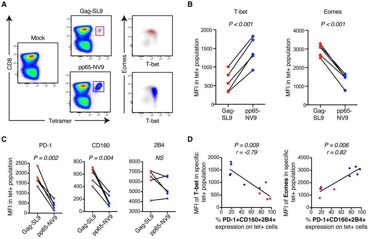 MHC class-I tetramer stainings of HIV- and CMV-specific CD8+ T cells in chronic HIV infection.