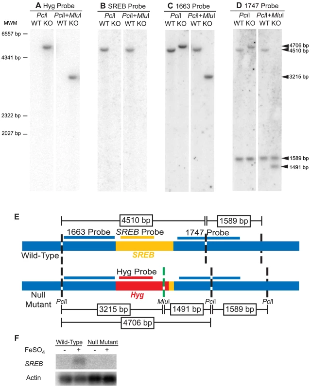 Southern and Northern blot analyses of the <i>SREB</i> null mutant.