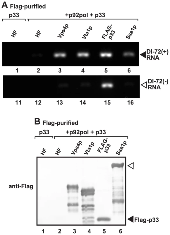 Co-purification of the viral (+)RNA with Vps4p.