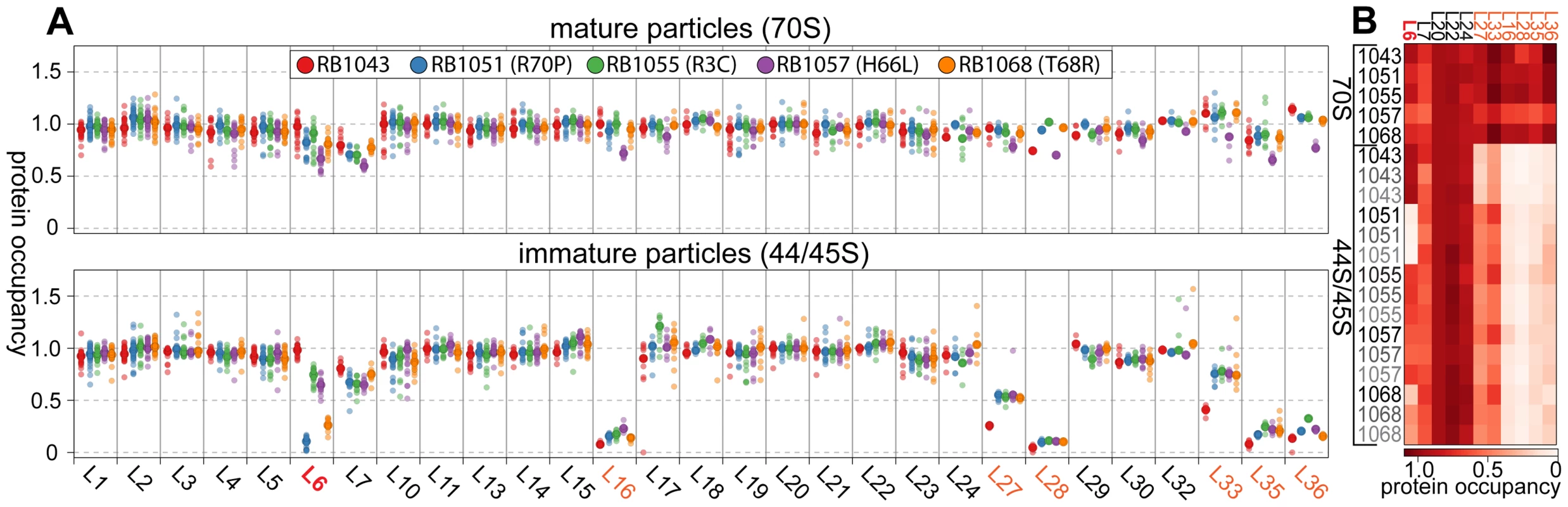 Protein composition of 44S and 45S particles. (A) Ribosomal protein occupancy in 70S (top) or 44S/45S (bottom) samples.