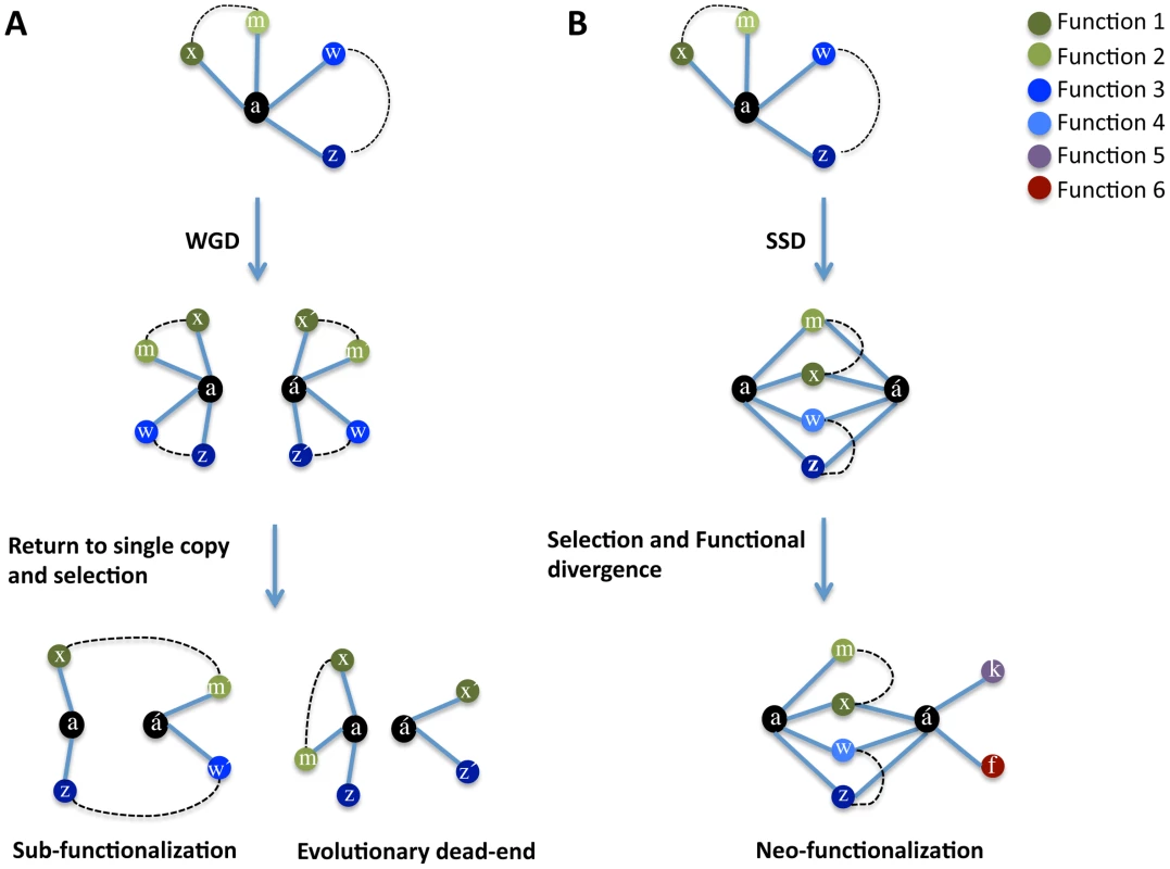 Model of evolution after gene duplication.