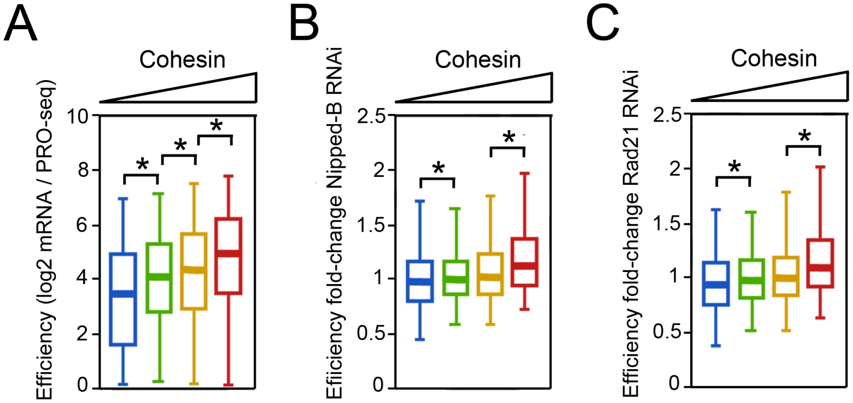 Cohesin-binding genes produce more steady state mRNA per elongating Pol II complex in BG3 cells.