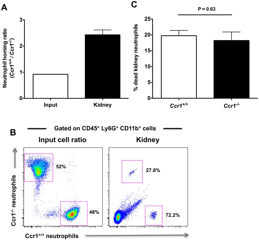 Ccr1 mediates neutrophil trafficking from the blood to the kidney post-infection.