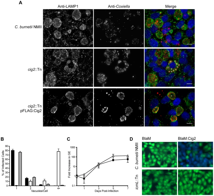 The Dot/Icm effector Cig2 is necessary for homotypic fusion of CCVs.