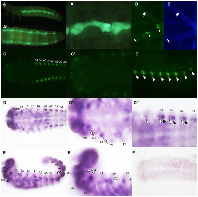 <i>vvl</i> expression in embryos and sixth instar larvae.