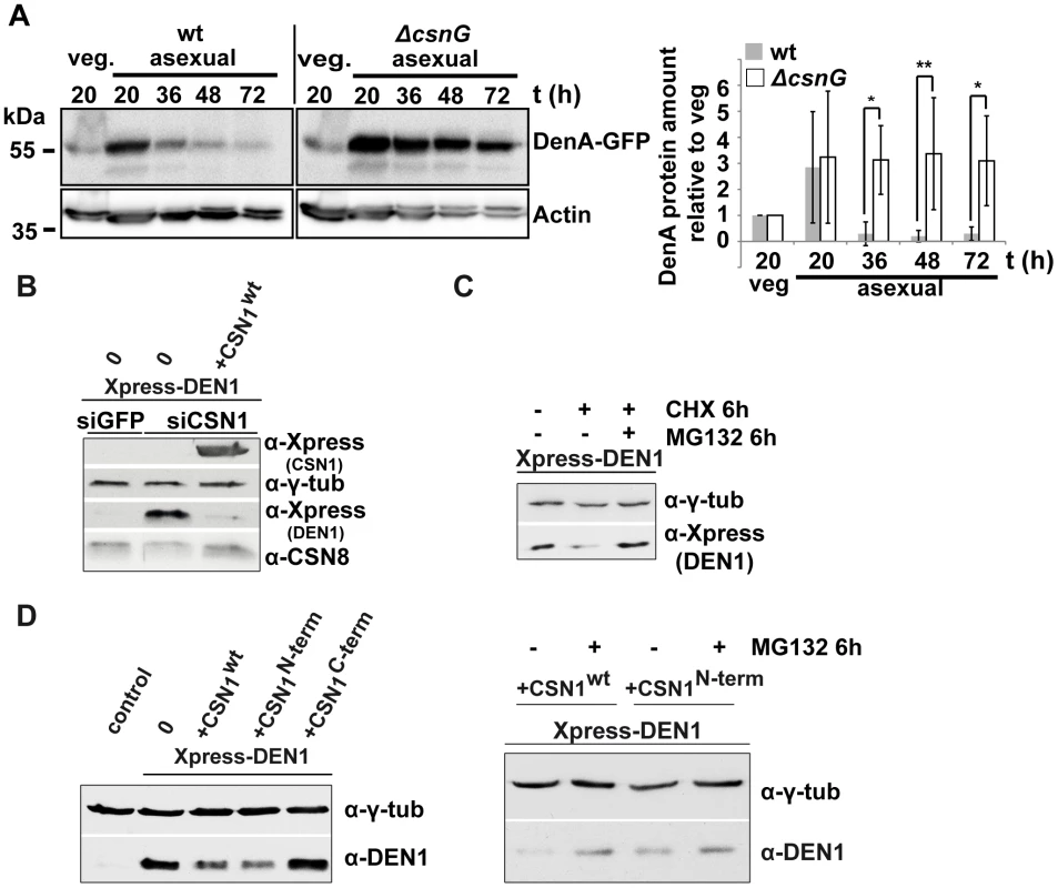 CSN targets DEN1/DenA for degradation in fungal and human cells.