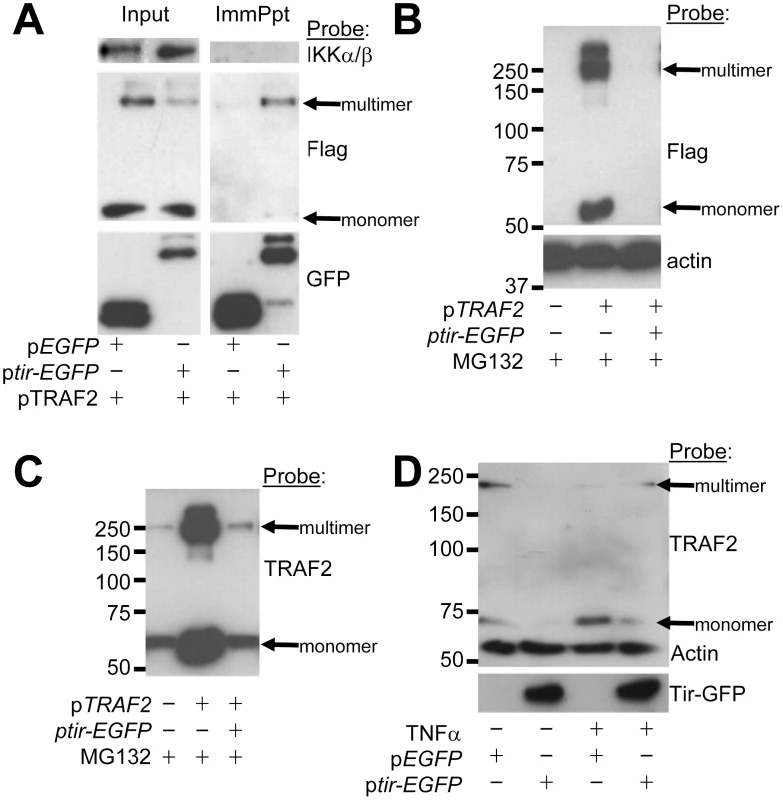 Tir interacts with TRAF2 to induce the latter's proteasomal-independent degradation.