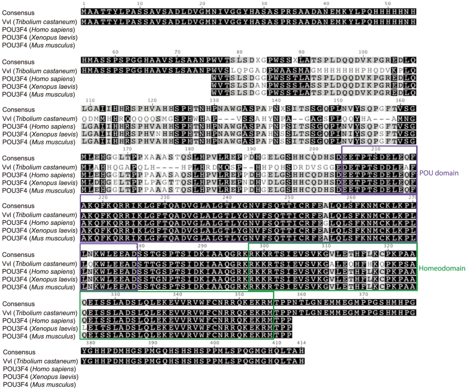 Sequence alignment of the conserved regions of <i>Tribolium</i> Vvl and the vertebrate POU3F4 proteins.