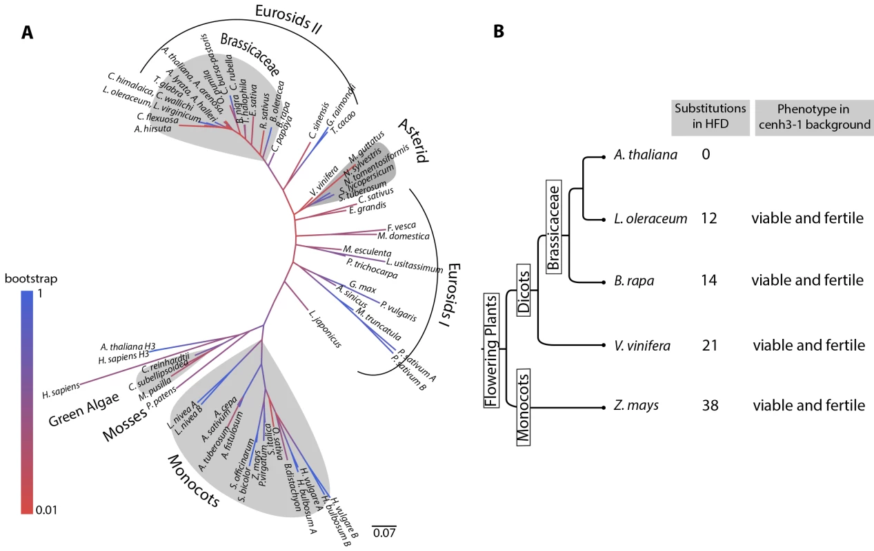 Analysis of evolutionary divergence in plant CENH3 Histone Fold Domains.