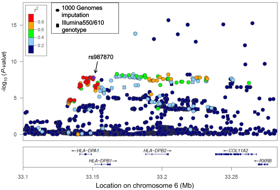 Association findings of genotyped (squares) and imputed (circles) SNPs in the <i>HLA-DP</i> region.