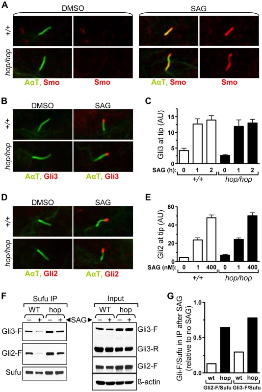 The <i>hop</i> mutation inhibits Gli-Sufu dissociation without altering Gli accumulation at the ciliary tip.