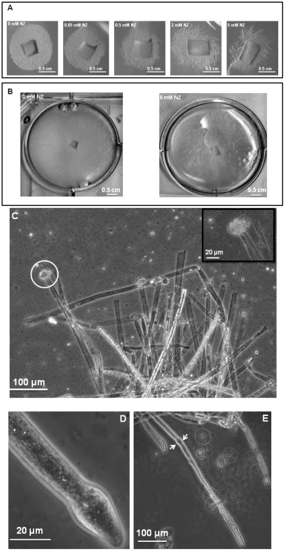 Effect of nikkomycin Z on the growth of <i>S. monoica</i> mycelium.