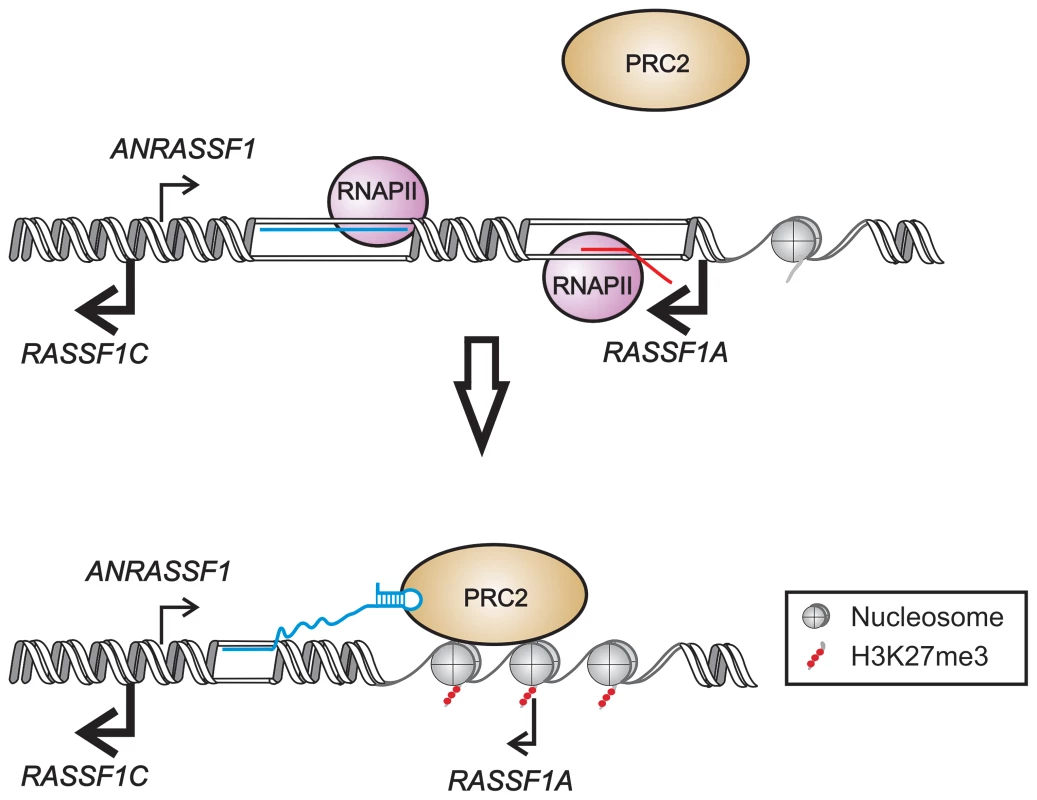 Proposed model for <i>ANRASSF1</i> function at the <i>RASSF1</i> genomic <i>locus</i>.