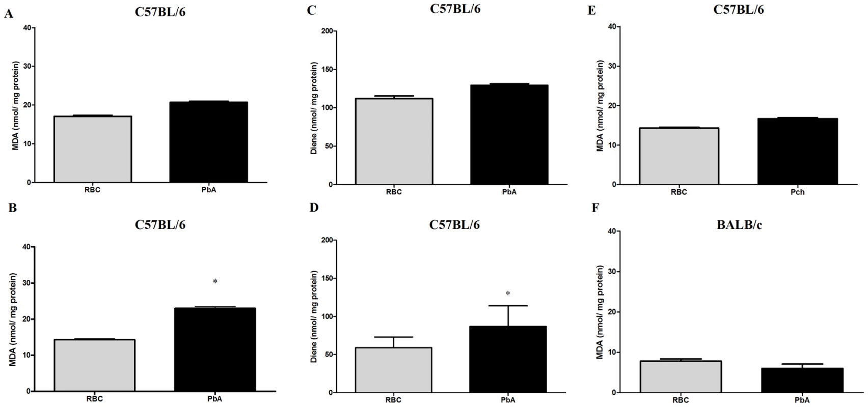 Oxidative stress is increased in the brains of mice with CM.