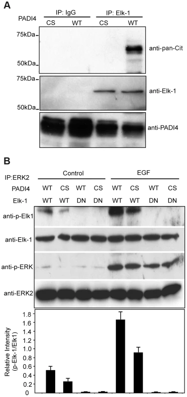 Citrulliantion of Elk-1 by PADI4 potentiates Elk-1 phosphorylation.