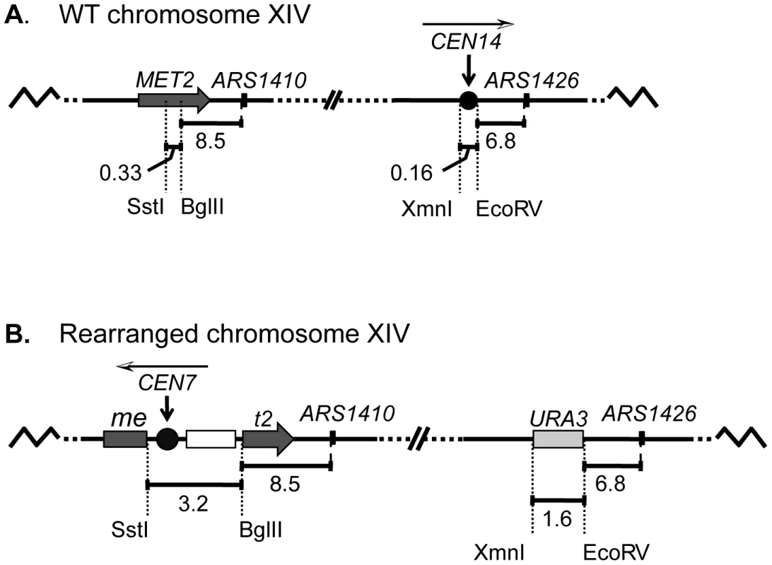 A schematic diagram of chromosome XIV in wild-type (WT) and rearranged strains.