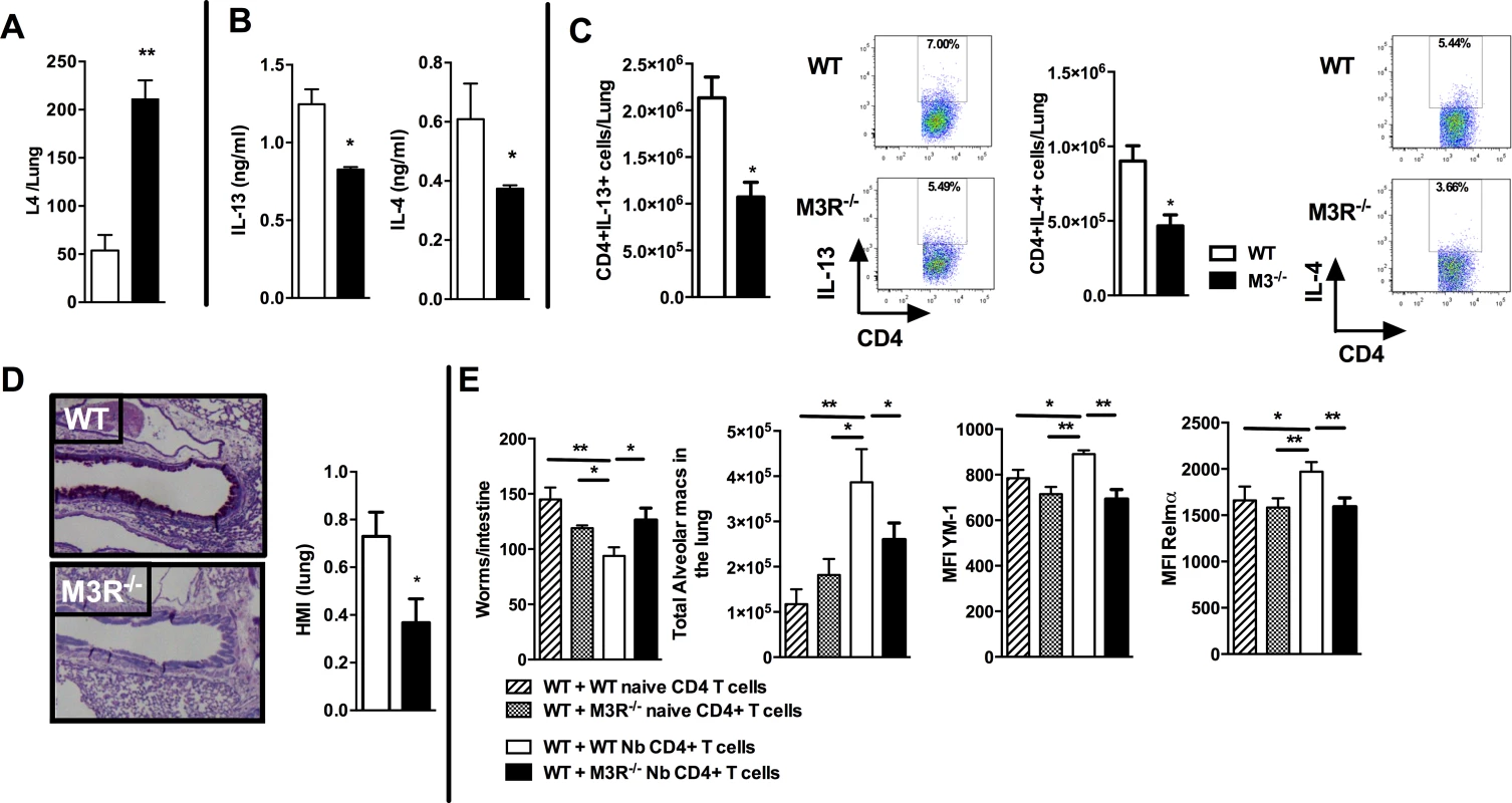 M3R deficient mice have impaired memory immune responses during secondary infection with <i>N. brasiliensis</i>.