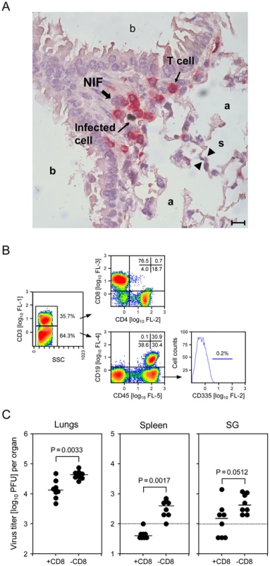 CD8 T cells localizing to nodular inflammatory foci (NIF) control pulmonary infection.