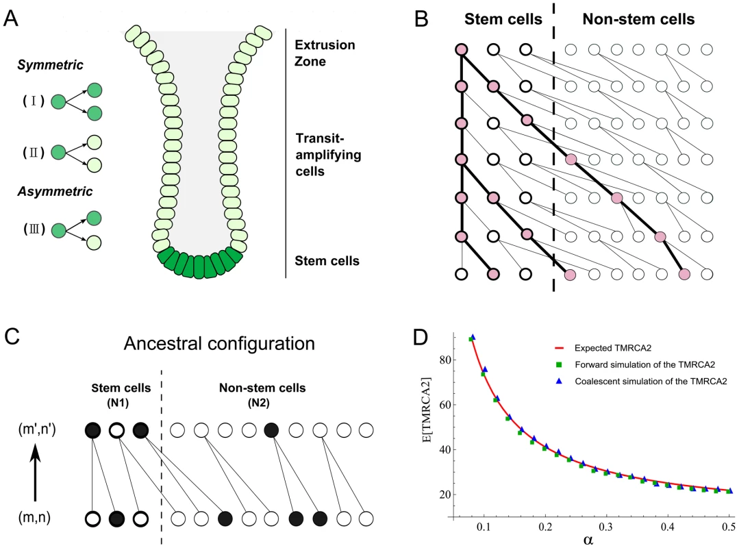 Anatomy of intestinal crypts and coalescent processes for the two-deme model.