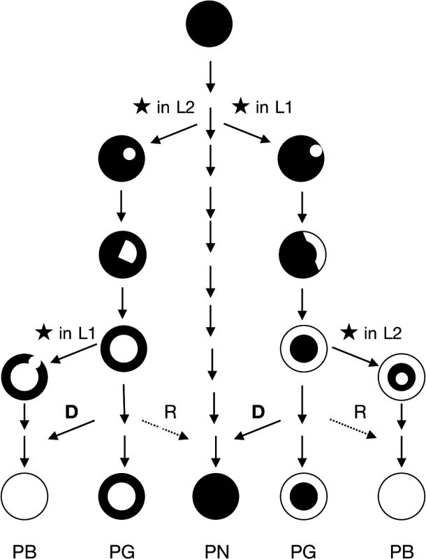 Scheme of evolutionary mechanism of the pinot clones.