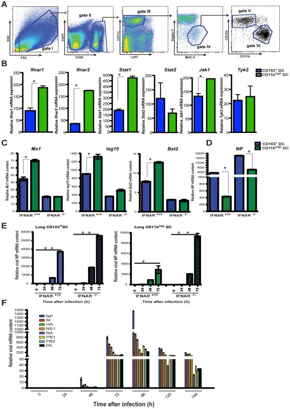 Unique responses to I-IFNs by lung DC subsets determine virus replication.