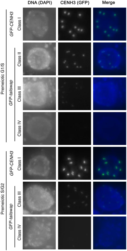 GFP-tailswap protein is depleted from kinetochores during pre-meiotic interphase.