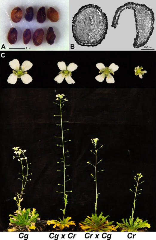 <i>C</i>. <i>rubella</i> × <i>C</i>. <i>grandiflora</i> hybrid embryos are viable, revealing a major role of endosperm defects in hybrid seed incompatibility.