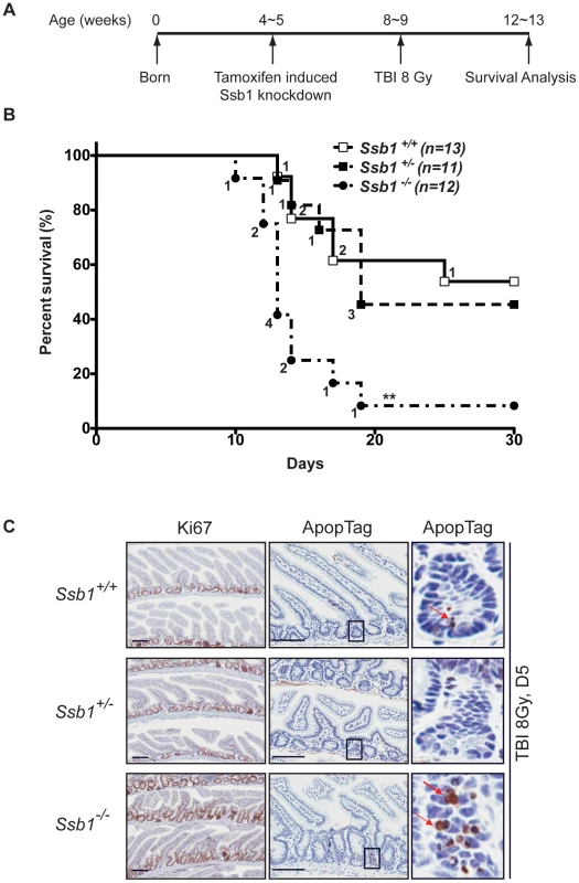 Conditional <i>Ssb1</i>-deleted mice are sensitive to IR.