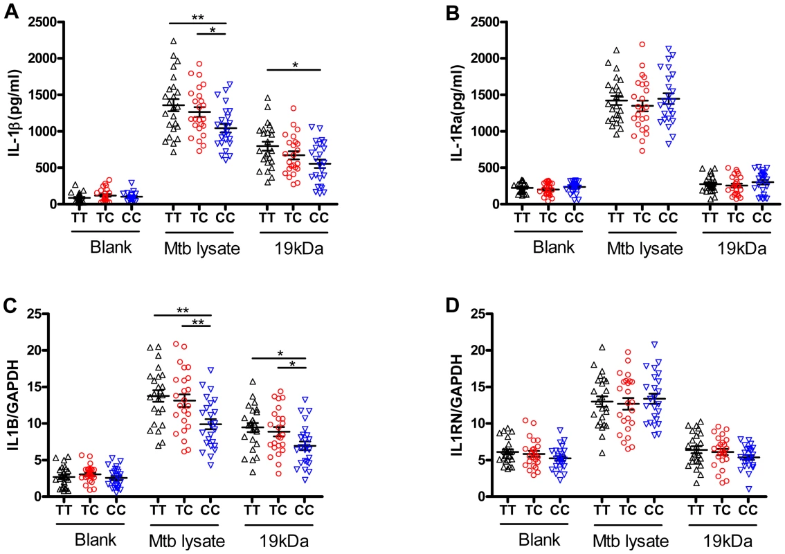 The rs1143627 polymorphism affects IL-1β production by monocytes upon Mtb stimulation.