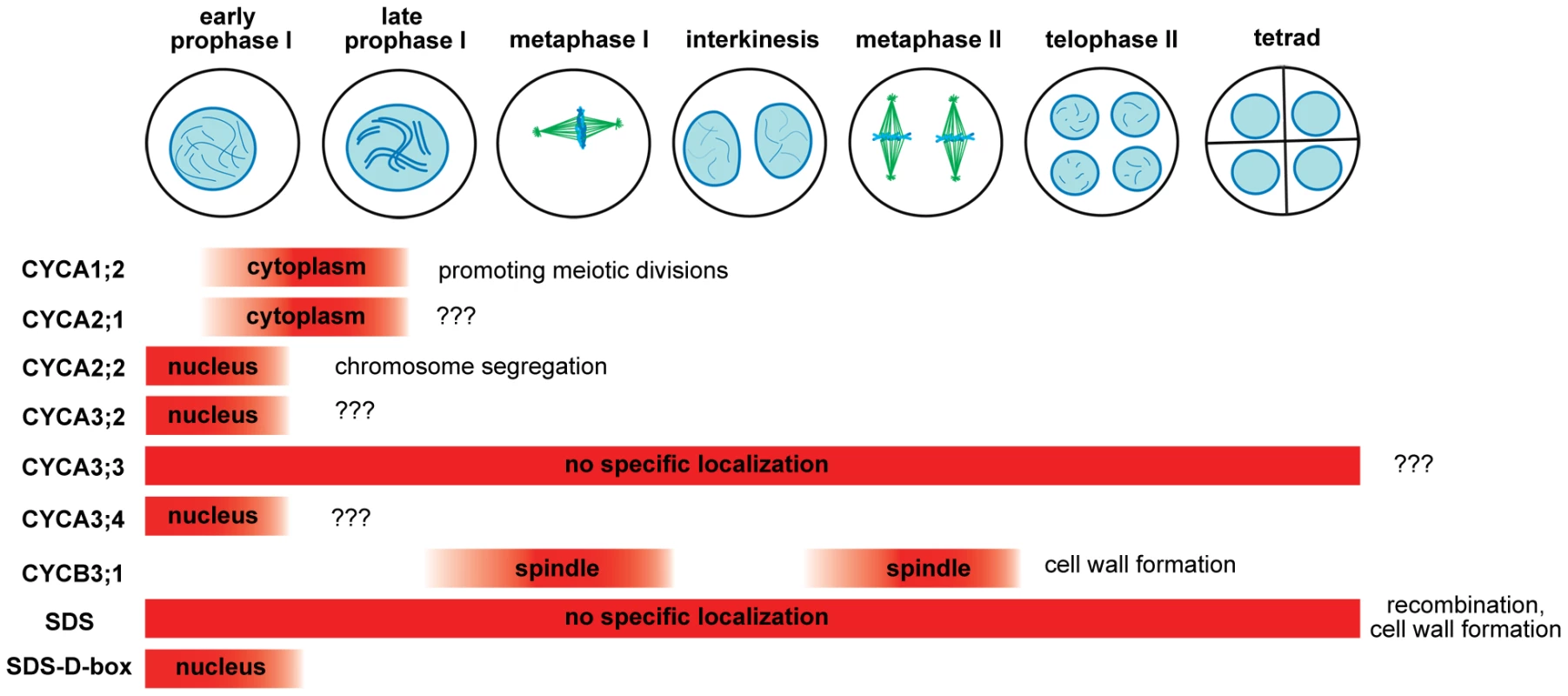 Overview of <i>Arabidopsis</i> meiotic cyclins.