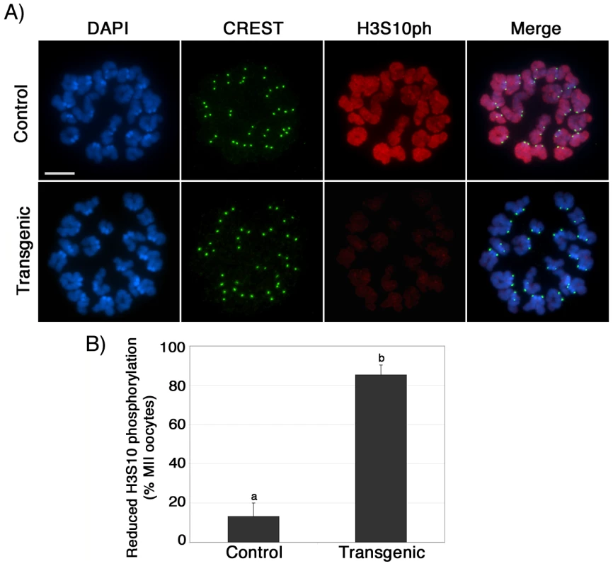 Reduced phosphorylation of histone H3 at serine 10 (H3S10ph) in the chromosomes of ATRX-deficient oocytes.
