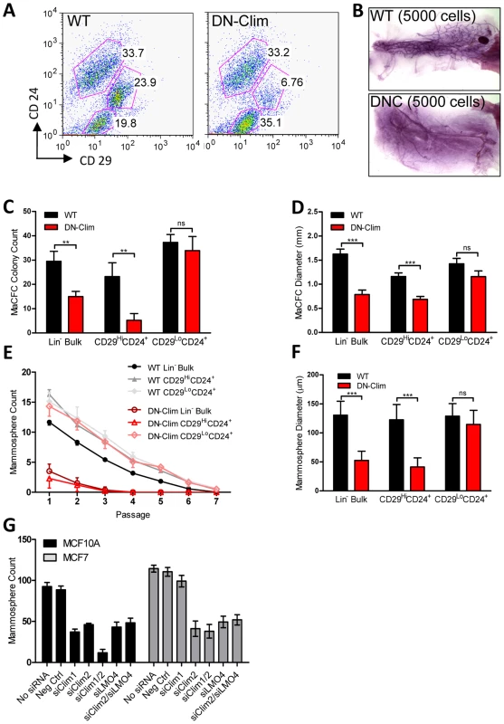 Clims maintain basal mammary epithelial stem cells.
