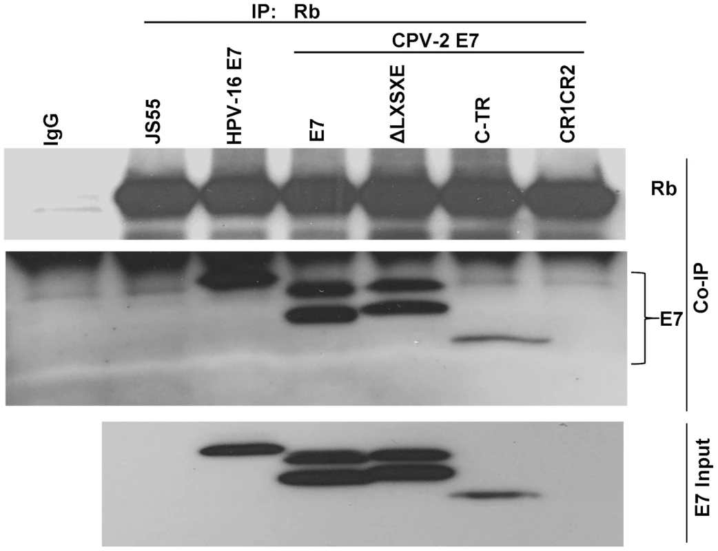 The carboxyl-terminus of canine E7 protein also mediates in vivo binding to pRb.