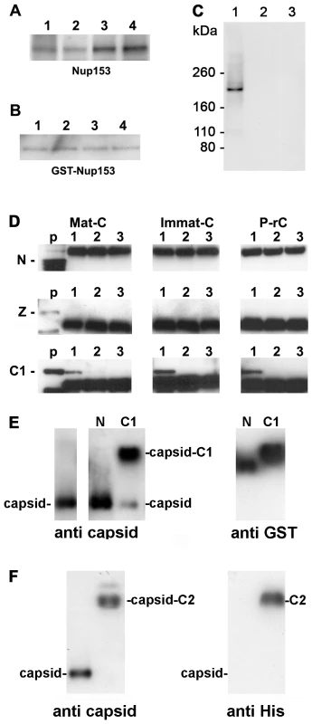 Co-immune precipitations of human Nup153 and Nup153 fragments with different capsids.