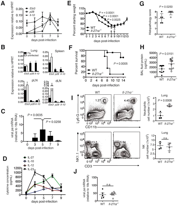 Absence of IL-27Rα leads to increased mortality and immunopathology during influenza.